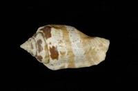 藏品(花瓶鳳凰螺)的圖片